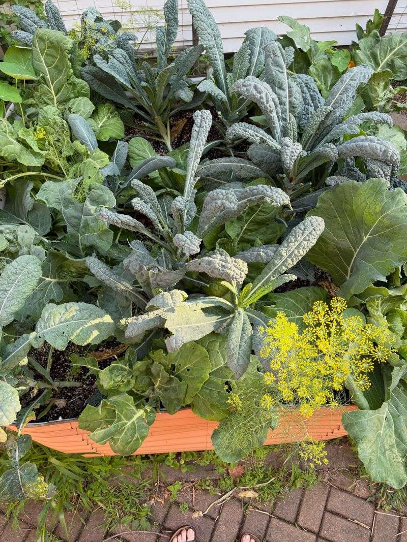 Companion Plants Boost Pest Resistance