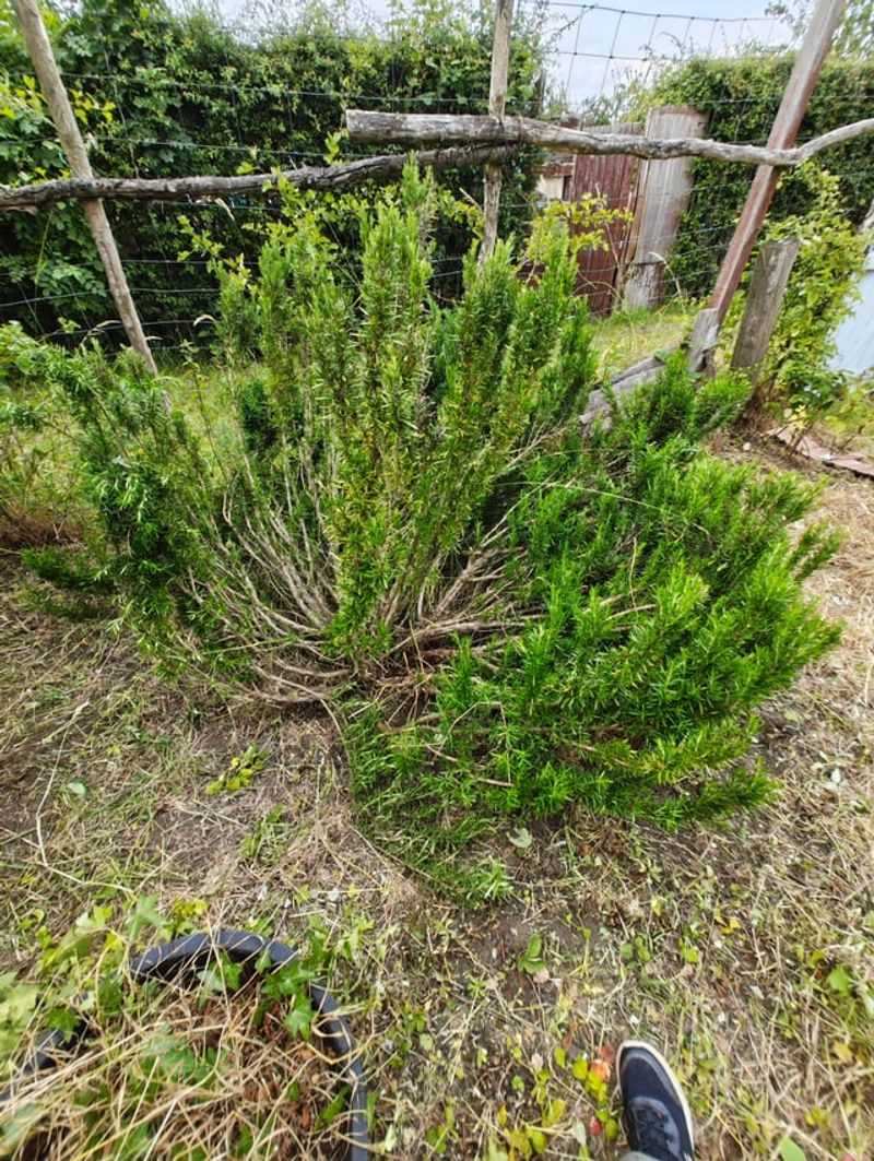 Companion Plants Can Steal The Light