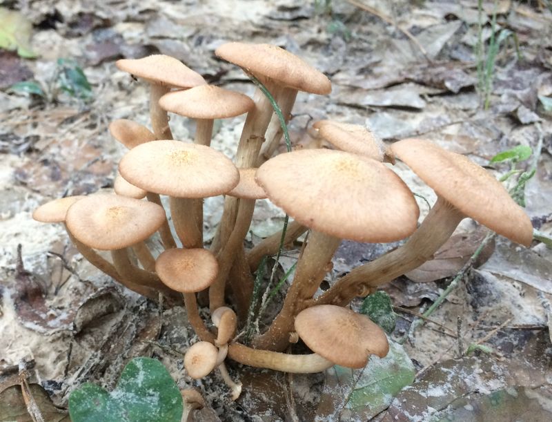 Compare It With Staghorn Sumac and Stinkhorn Fungi Compare It With Staghorn Sumac and Stinkhorn Fungi