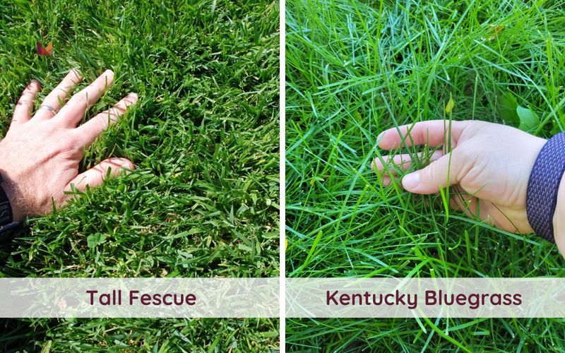 Compare Roots Before Choosing A Seed Compare Roots Before Choosing A Seed