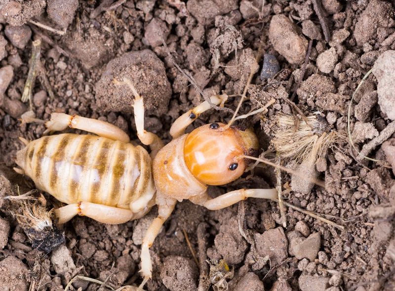 Compare the body before calling it a beetle grub Compare the body before calling it a beetle grub