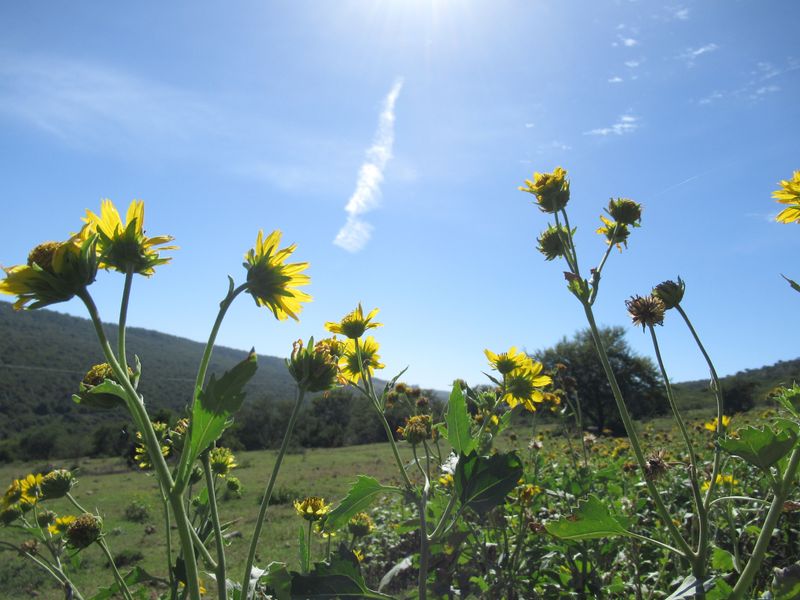 Compass Plant With Its Towering Seed Stalks