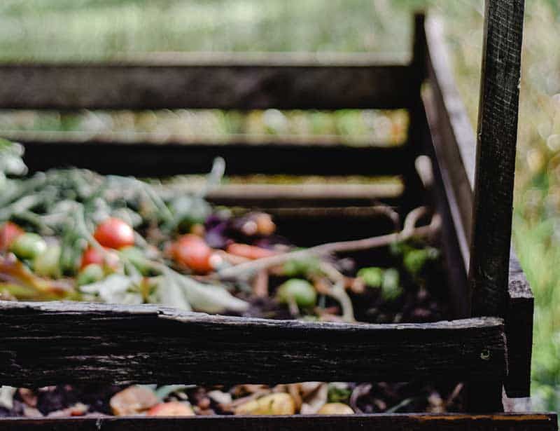 Compost Banana Peels Instead of Feeding Roses Raw Scraps