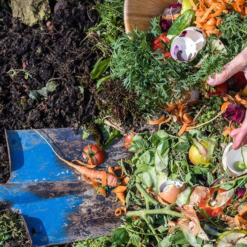 Compost Can Provide Multiple Food Sources