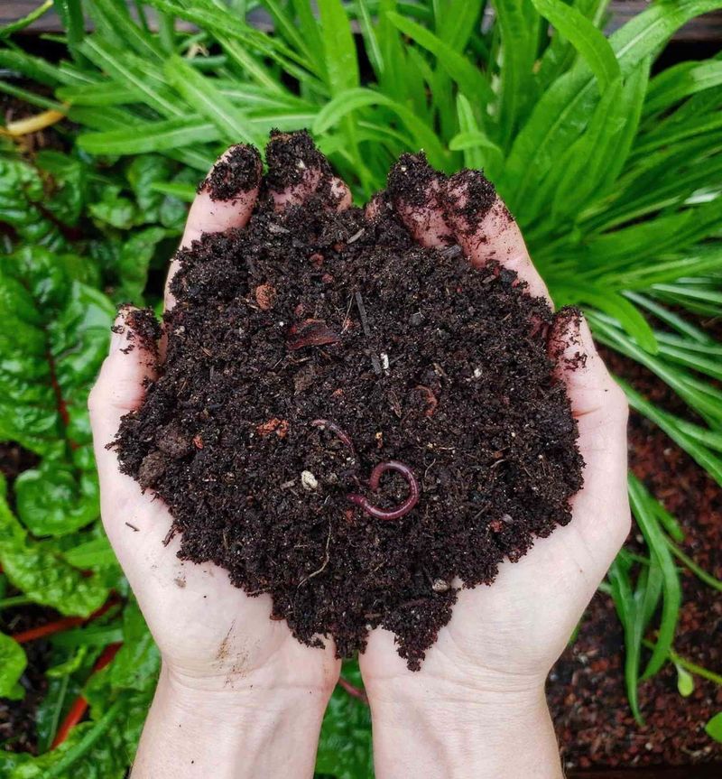 Compost Helps Soil Hold Moisture