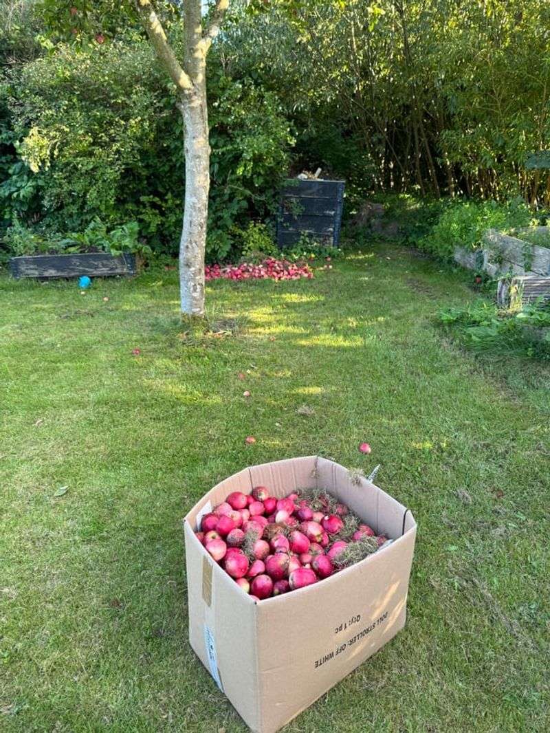 Compost Only If The Fruit Looks Clean