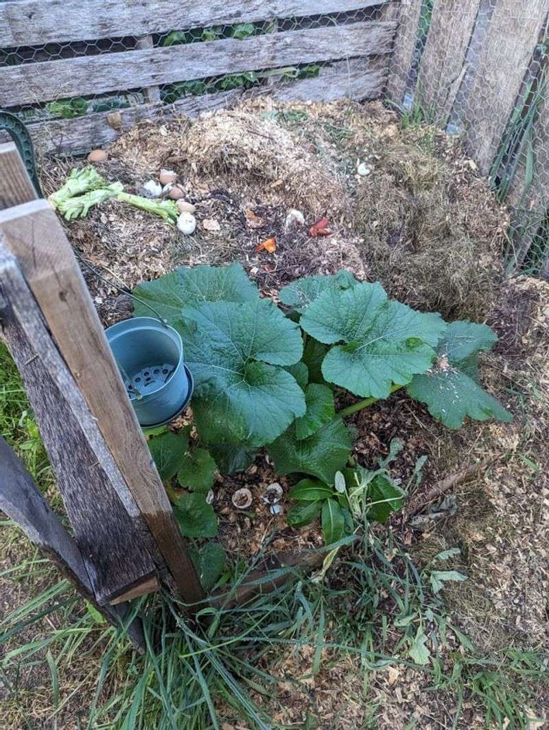 Compost Only If The Plant Looked Healthy