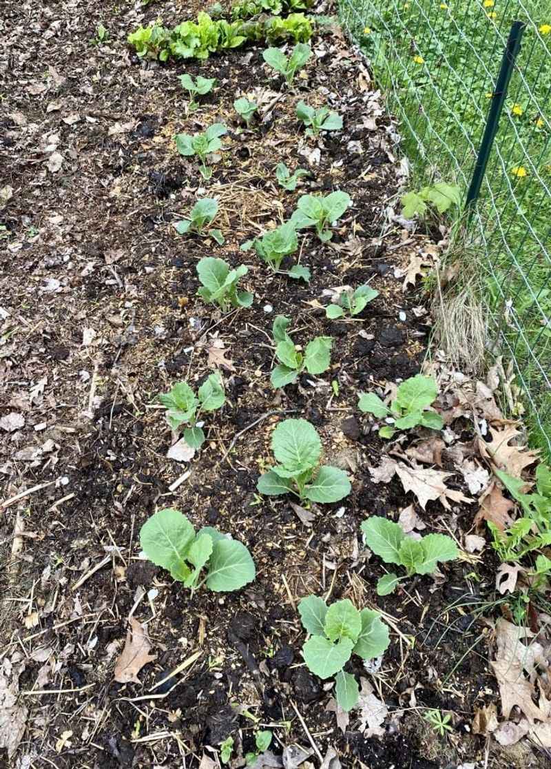 Composted Poultry Manure Gives Collards A Nitrogen Boost