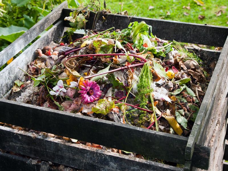 Composting Diseased Plants And Weed Seeds