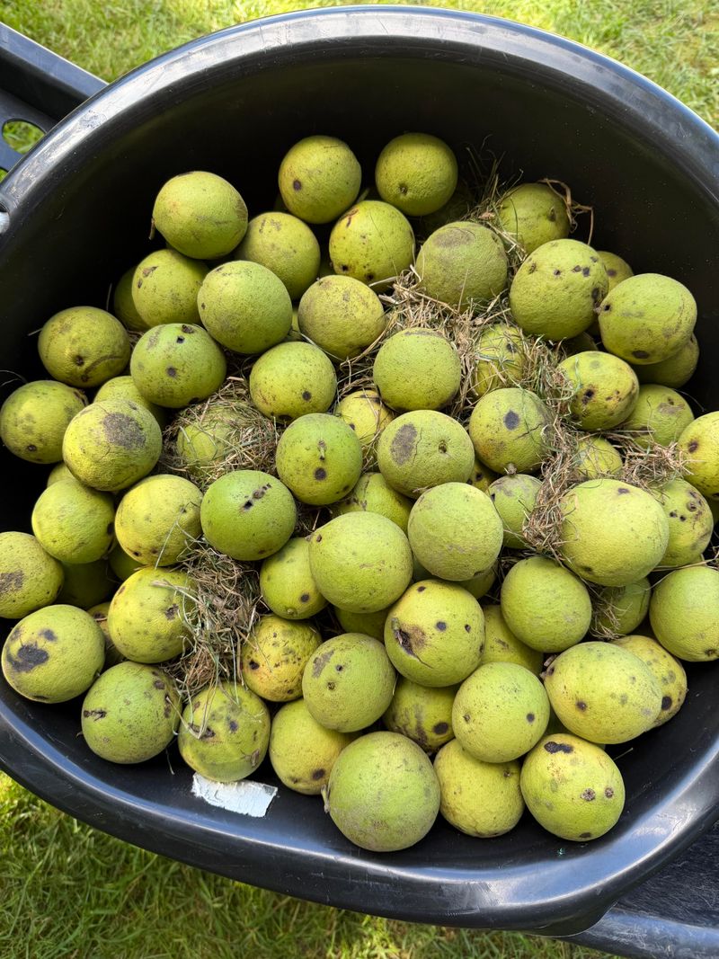 Composting Time Needed Before Using Walnut Debris In Beds Composting Time Needed Before Using Walnut Debris In Beds