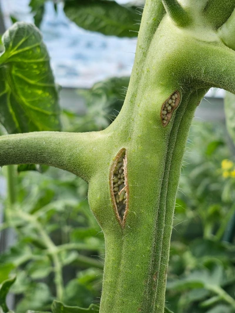 Concentric Rings Near The Stem Point To Humidity Swings Concentric Rings Near The Stem Point To Humidity Swings