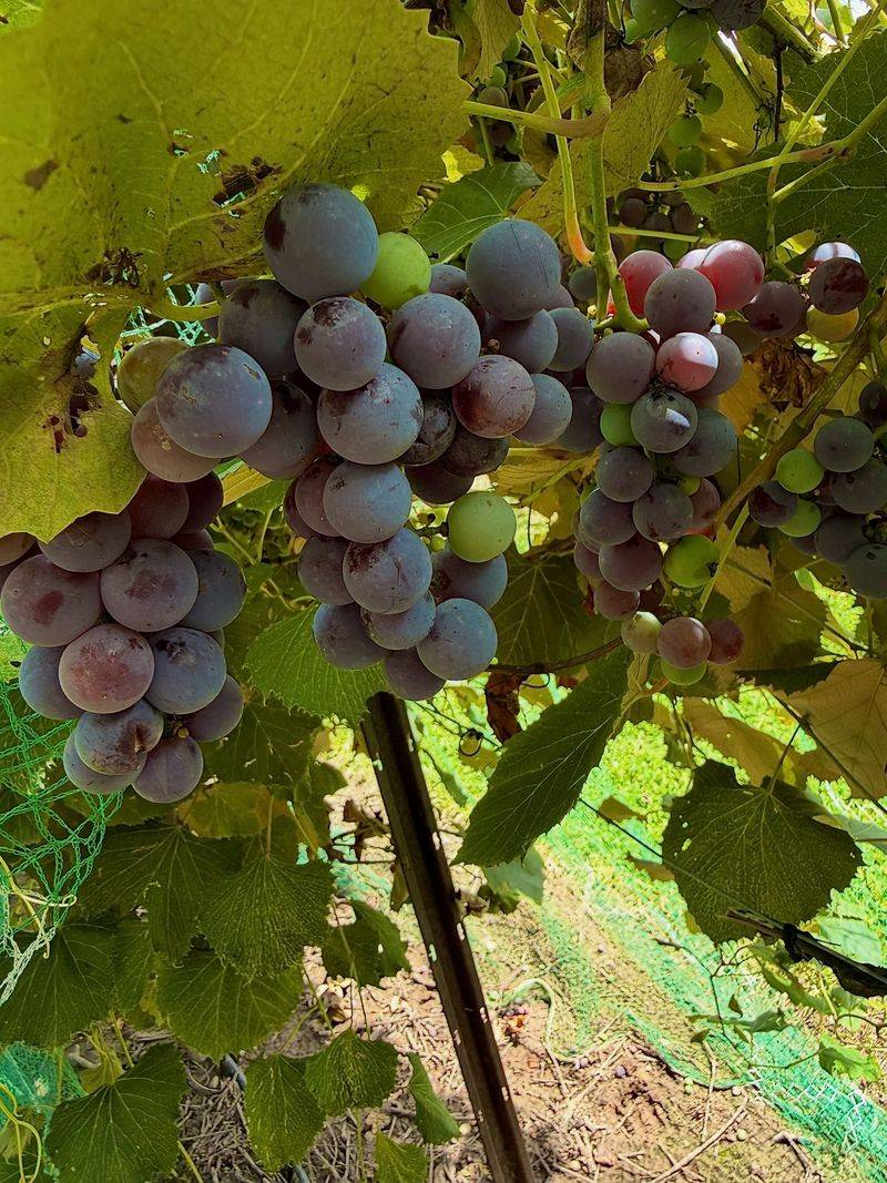 Concord Grapes Along Lake Michigan