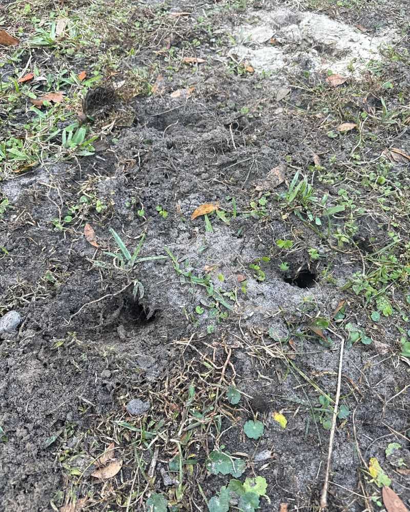 Cone-Shaped Holes And Rolled-Back Turf Cone-Shaped Holes And Rolled-Back Turf