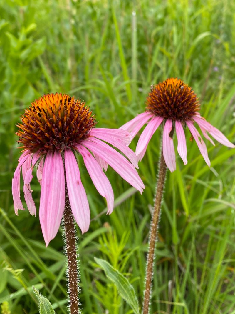 Coneflower 