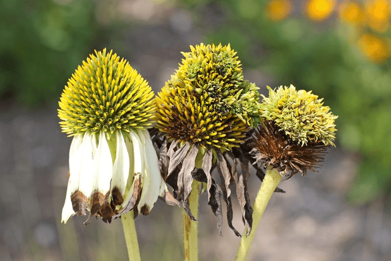 Coneflower Has More Than One Way To Make New Plants