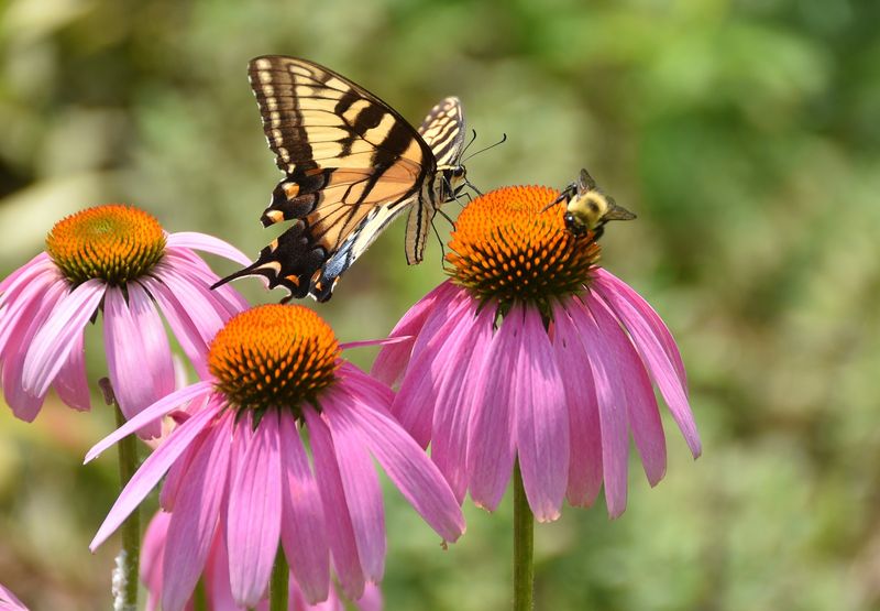 Coneflower 