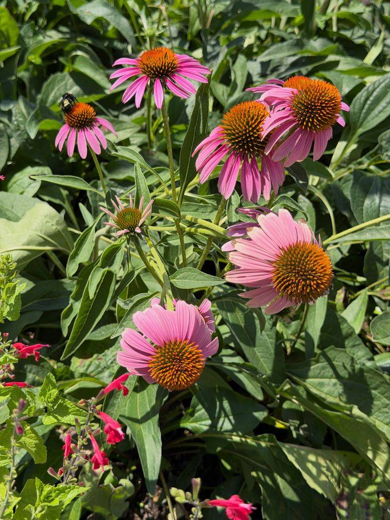 Coneflowers 