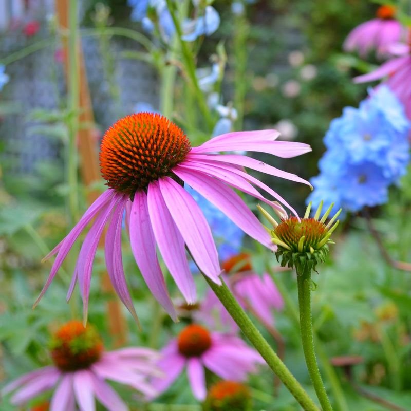 Coneflowers (Echinacea) Coneflowers (Echinacea)