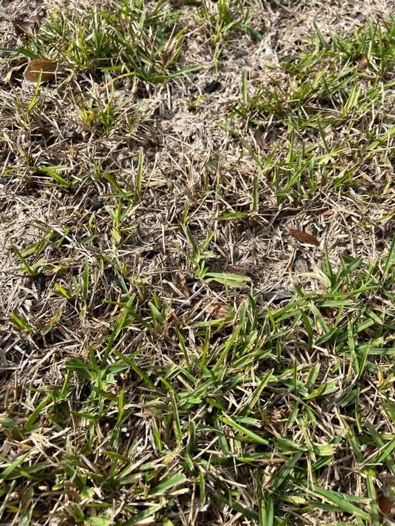 Confirm Chinch Bugs Before Treating Anything
