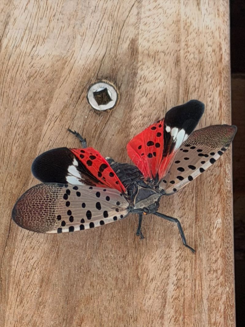 Confirm That It Is A Spotted Lanternfly