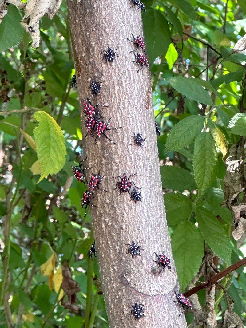 Confirm The Insect Before Taking Action