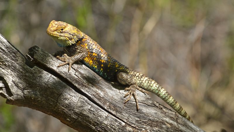 Confirm the species before drawing conclusions