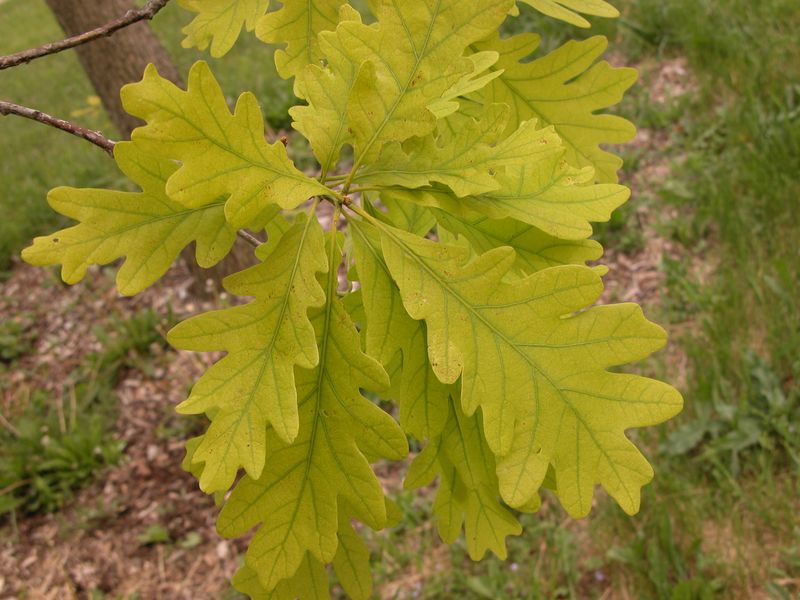 Confirmed Nutrient Deficiencies That May Call For Targeted September Feeding