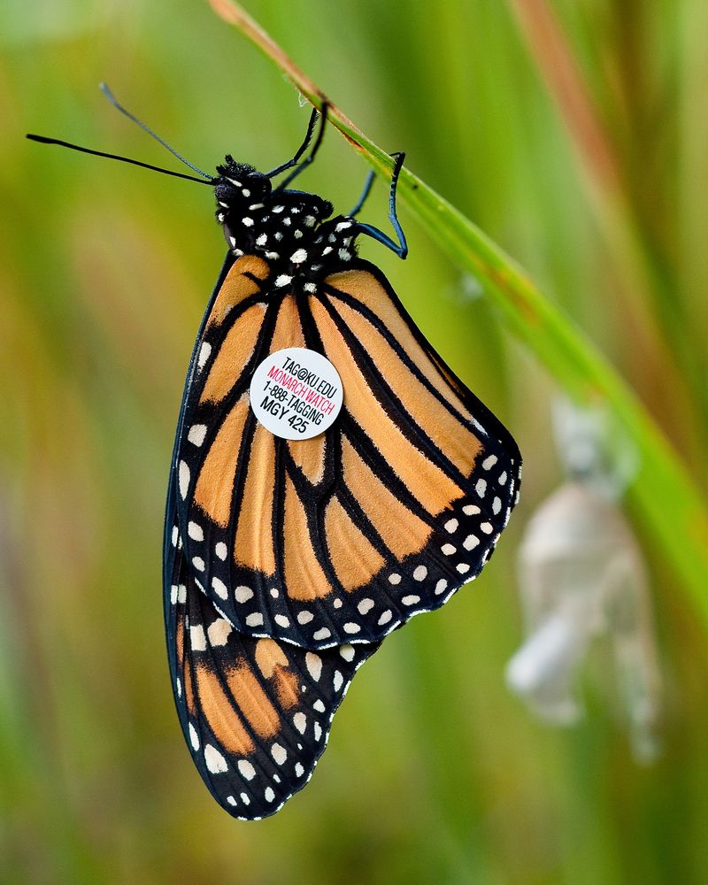 Connect With Ohio Monarch Citizen Science Programs To Track Progress