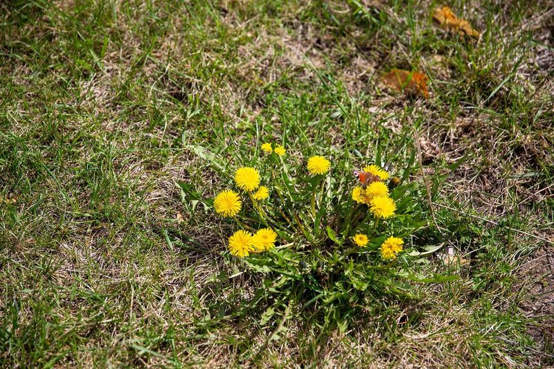Conquer Weeds Before Winter In Your Yard