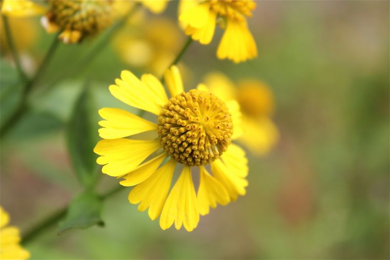 Conservation Efforts That Supported Its Recovery