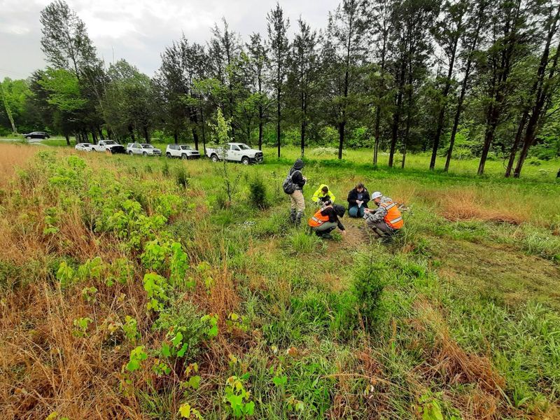 Conservation Efforts Working To Protect Kentucky Glade Cress