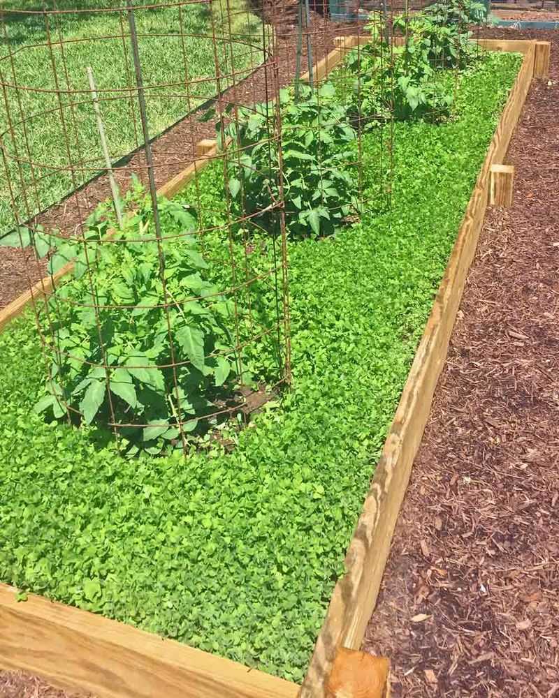 Consider Cover Crops For Long-Term Recovery Consider Cover Crops For Long-Term Recovery