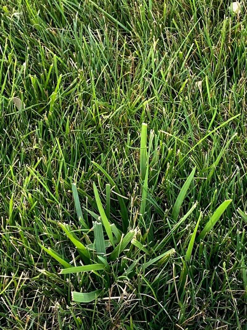 Consider Kentucky 31 For Tougher Low-Maintenance Areas Consider Kentucky 31 For Tougher Low-Maintenance Areas