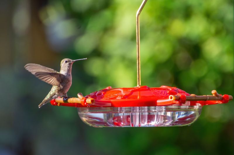 Consistency can make the yard a more useful migration resource