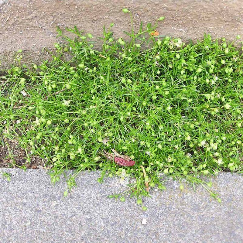 Consistent Lawn Care Blocks Its Return