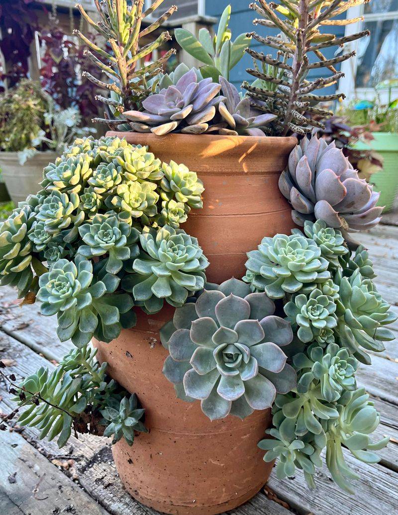 Consistent Watering Eases Added Stress Consistent Watering Eases Added Stress