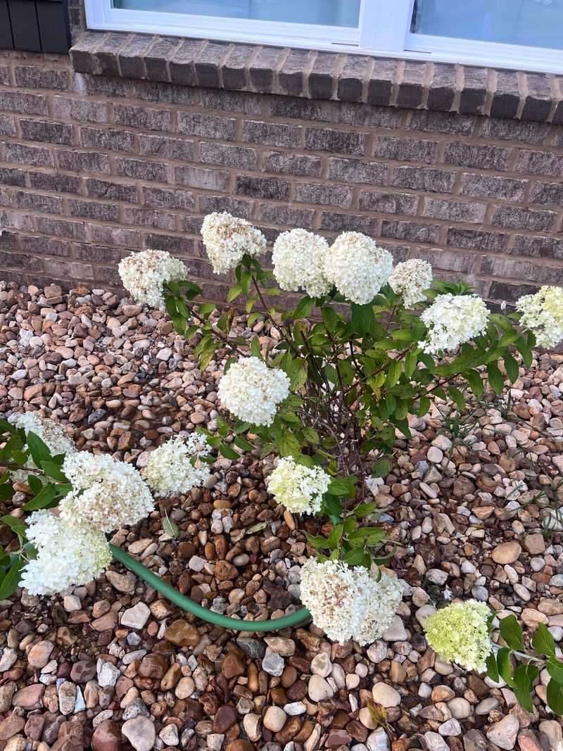 Consistent Watering Now Supports Recovery Consistent Watering Now Supports Recovery