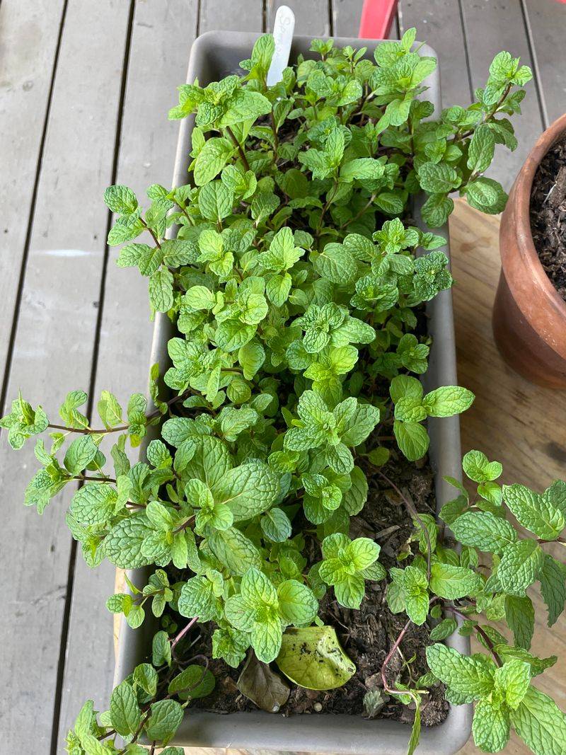 Contained Mint Still Gives You Plenty