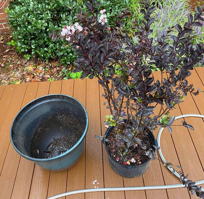 Container Crape Myrtles Play By Different Rules Container Crape Myrtles Play By Different Rules
