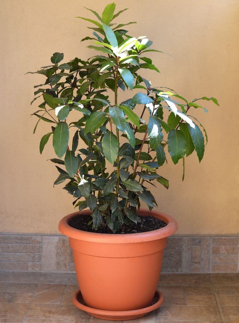 Container Growing Works Near Any Garage