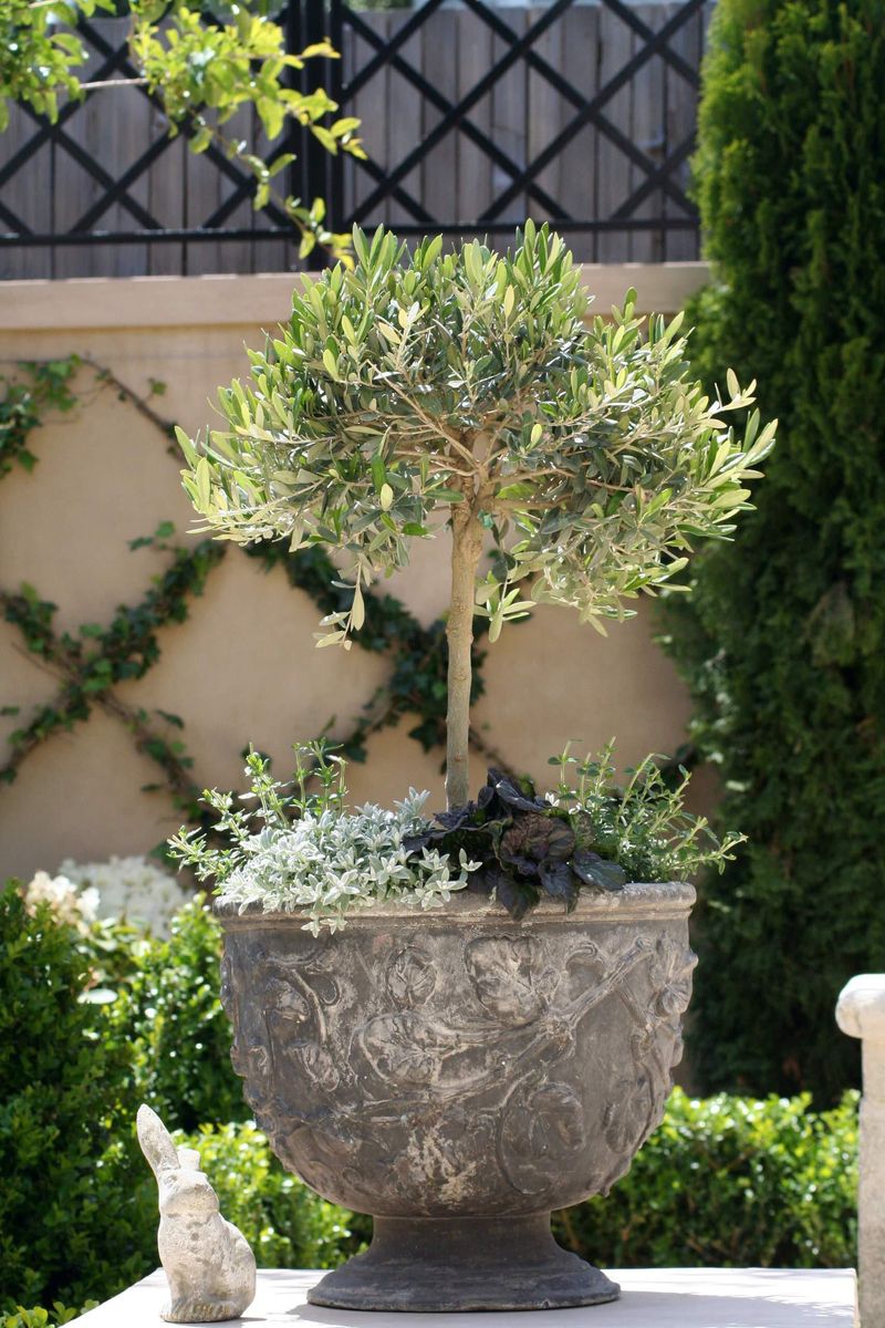 Container Grown Trees Dry Out Fastest