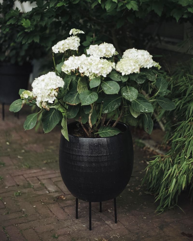 Container Hydrangeas Play By Different Rules Container Hydrangeas Play By Different Rules