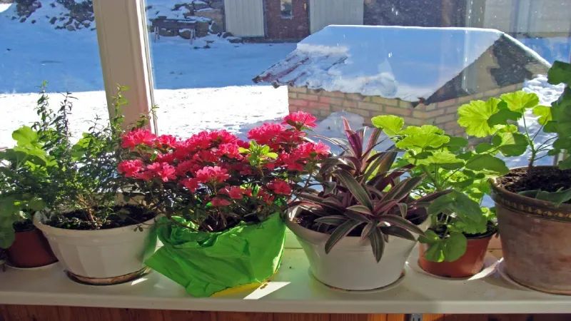 Container Liners for Overwintering Pots Container Liners for Overwintering Pots