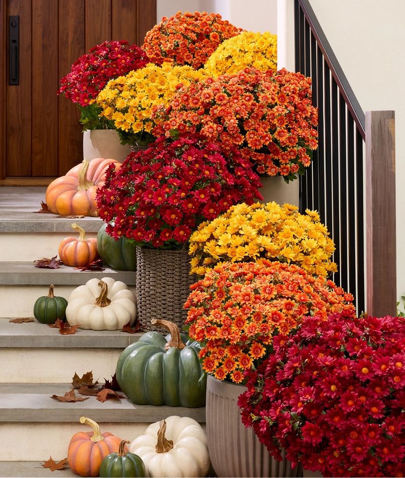 Container Mums Dry Out Especially Fast Container Mums Dry Out Especially Fast