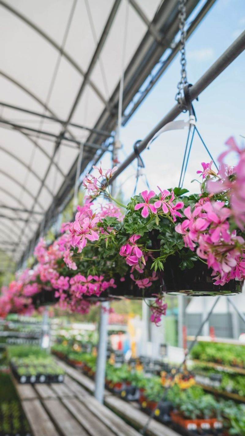 Container Plants And Hanging Baskets