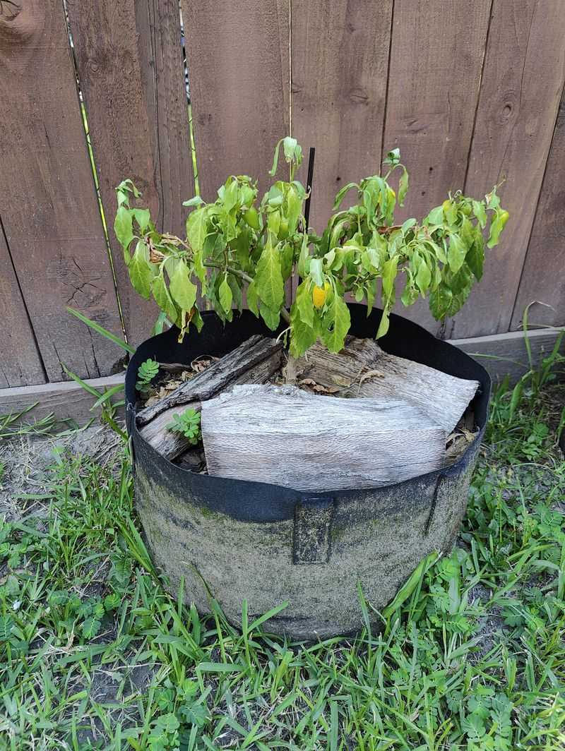 Container Plants Dry Out Even Faster