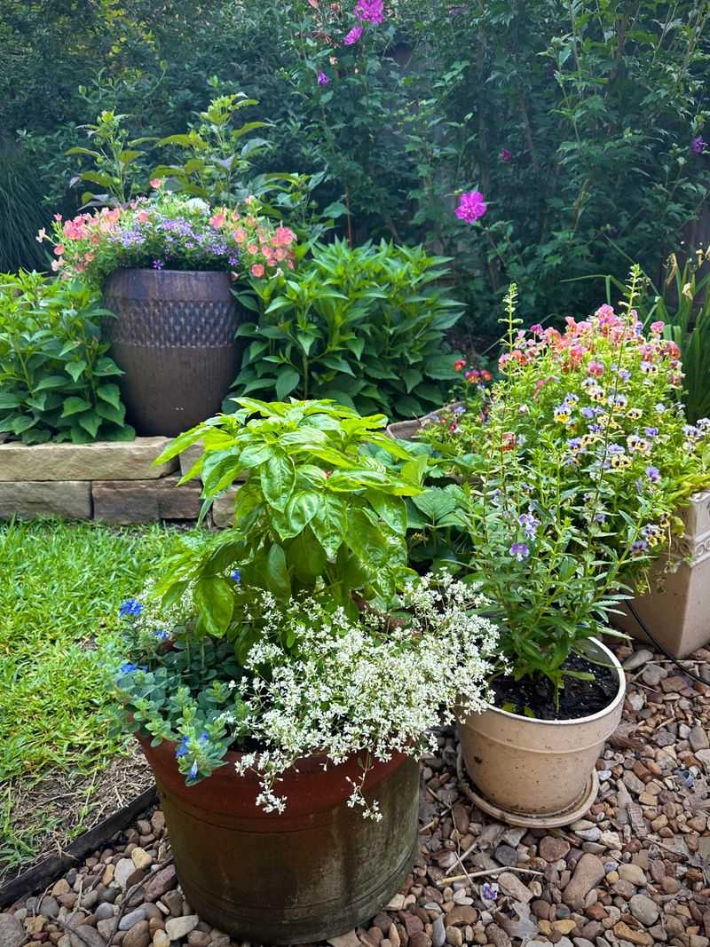 Container Plants Dry Out Within Hours