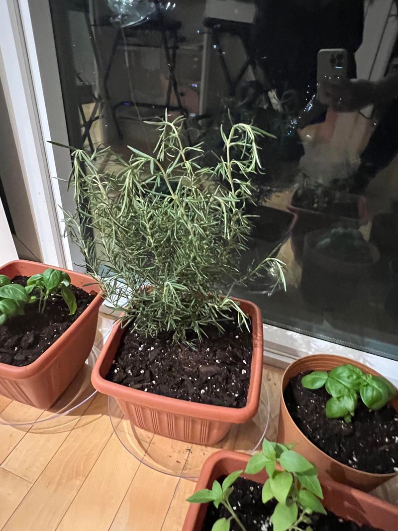 Container Rosemary Faces The Same Risk Indoors