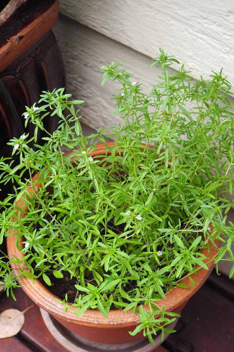 Container Rosemary May Need Extra Protection During Cold Snaps Container Rosemary May Need Extra Protection During Cold Snaps