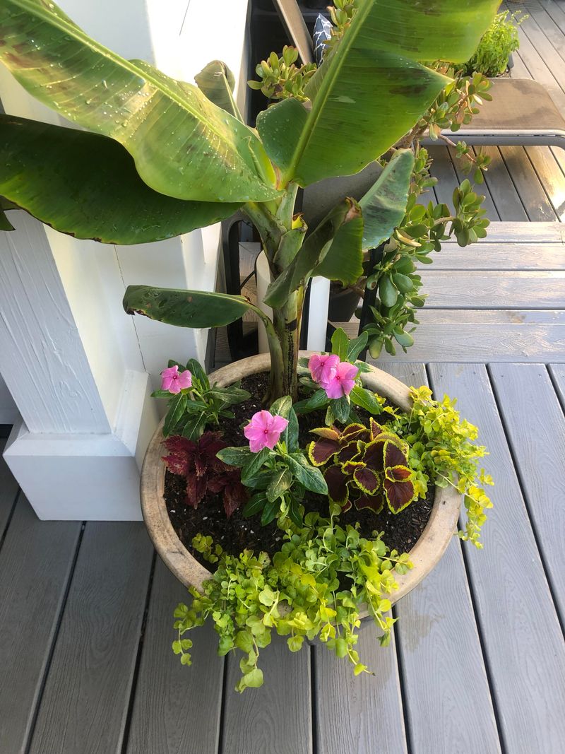 Containers Control Growth In Small Yards Containers Control Growth In Small Yards